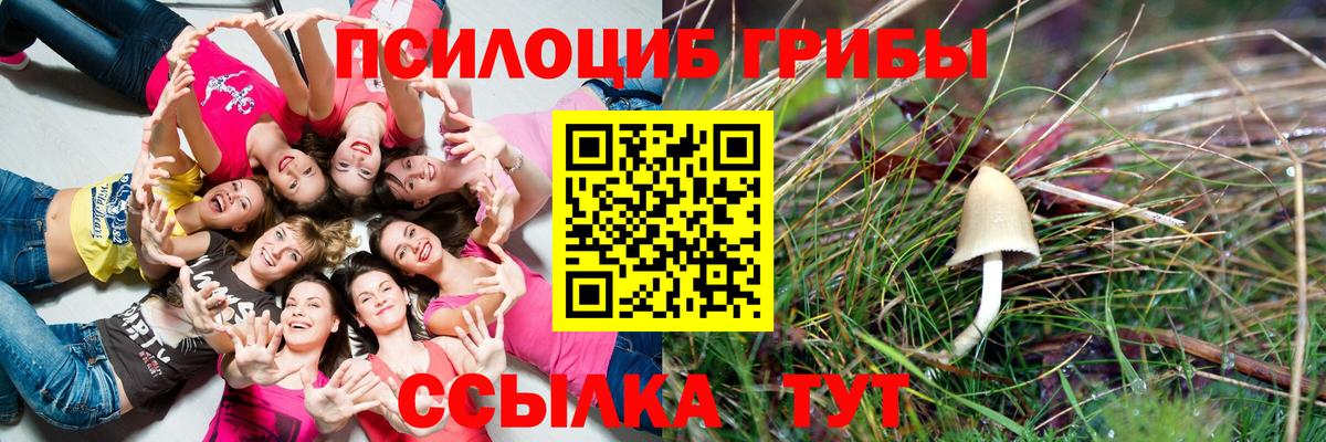 Черногорск  Галлюциногенные грибы Psilocybe  Вход с VPN 
